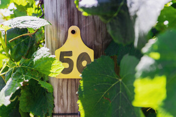 number 50 on a tag and the end of a grapevine row