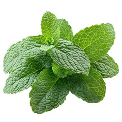 Fresh mint leaves on a Transparent background for culinary and medicinal use, of fresh mint leaves isolated on PNG background