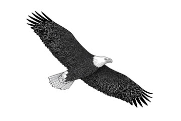 Naklejka premium Black and White Illustration of an Eagle in Flight Isolated On White Background