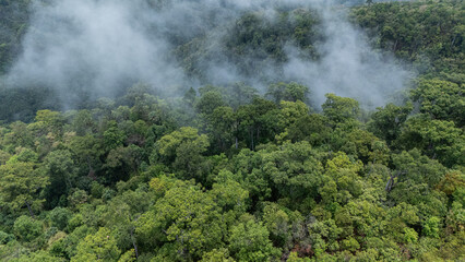 Fototapeta premium Dense green rainforest with mist or low clouds drifting over the treetops.