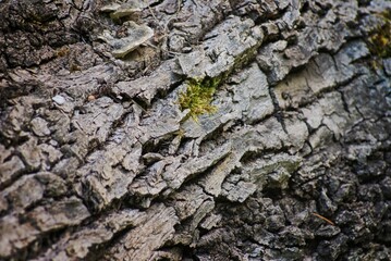 tree bark texture