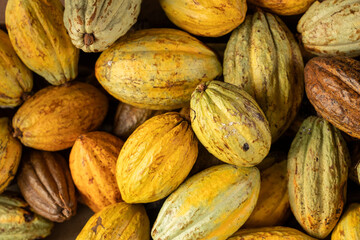 Close up of cacao fruit after harvest