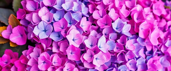 Obraz premium A vibrant gradient of pink, purple, and blue hydrangeas, transitioning seamlessly from one hue to the next, arrangement, bouquet