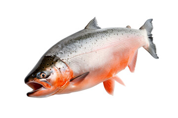 Naklejka premium Salmon on white background