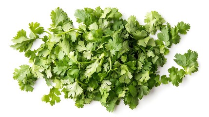 Fototapeta premium Fresh cilantro leaves isolated on white background, aromatic green herb for cooking and garnishing 