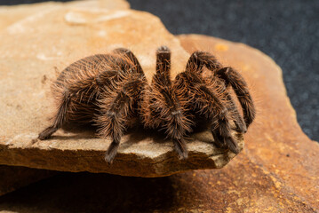 photo of tarantula spider close up on rocks