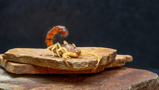 scorpion on a stone close-up