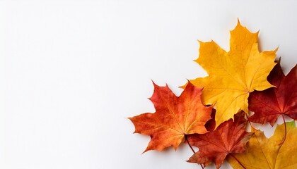 isolated maple leaves on the white background with copy space