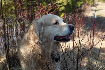 Golden Retriever dog on a spring lake in the forest.