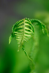 Colorful spring plants on nature background