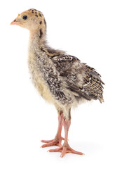 Chicken turkey isolated.
