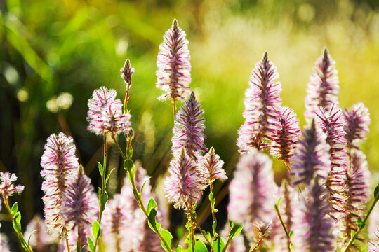 Mulla mulla wildflowers in bloom.