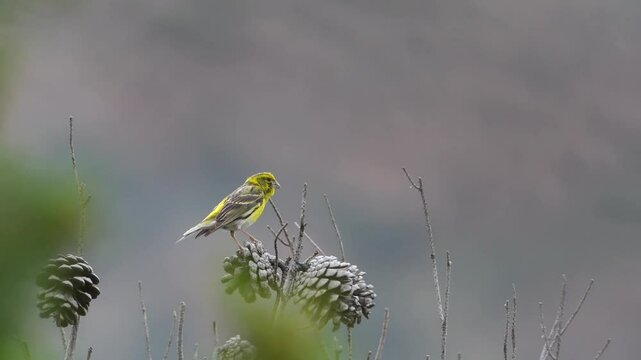 Male Eurasian Serin singing on a tree