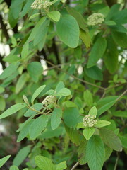 Viburnum rhytidophyllum - Kalina sztywnolistna