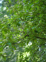 Viburnum rhytidophyllum - Kalina sztywnolistna