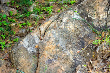 moss on the rocks in the forest