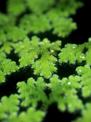 Mosquito fern or red  water fern in macro with rain drop on them