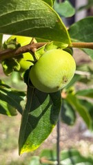 Young persimmon fruit in a tree
