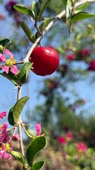 Acerola cherry