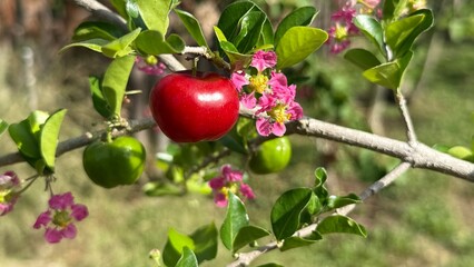 Acerola cherry