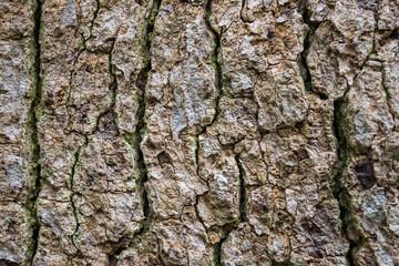 Rough texture of tree bark with natural cracks, patterns and earthy tones close up
