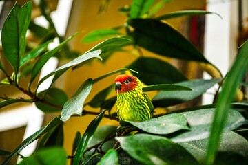 Closeup on a colourful Goldie's lorikeet in the tropical garden