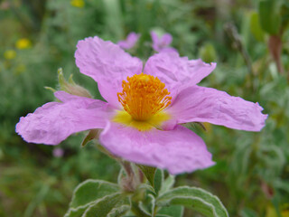 Natura