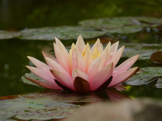 Natura