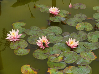 Natura