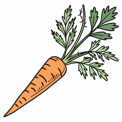 Fresh orange carrot with green tops illustration