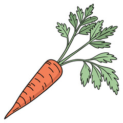 Fresh orange carrot with green tops vegetable illustration