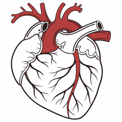 Human heart anatomy illustration medical diagram