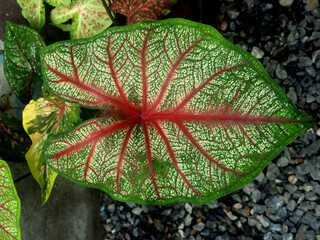 caladiume bicolors and drop of water on leafe for colorful background 