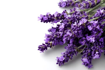 Obraz premium Lavender flowers isolated on white background