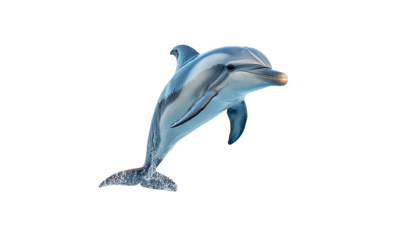 Dolphin jumping pose isolated on transparent white background, clipping path ,png