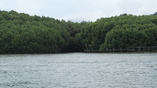 Handheld footage of mangrove forest landscape near river