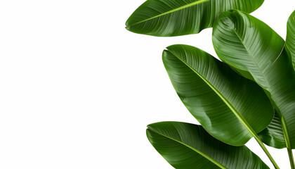 Tropical Leaves Border: Lush, vibrant tropical leaves create a vibrant, natural border against a clean white background. Perfect for adding a touch of exotic beauty to any design.