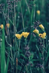 field of yellow flowers