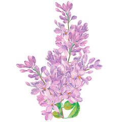 Watercolor flower. Purple lilac twig. A delicate hand-drawn illustration isolated on a white background. A design element for banners, invitations, textiles, and prints