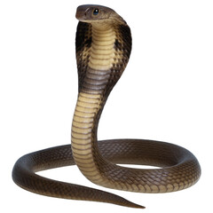 Fototapeta premium Cobra poised in a defensive posture. transparent background.