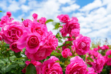 青い空と美しいピンクのバラが咲き誇る風景。
Landscape with blue sky and beautiful pink roses in bloom.
