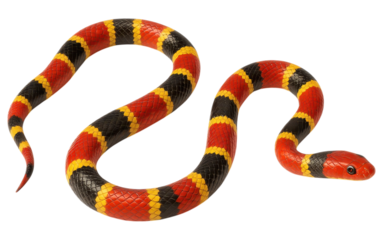 Coral snake with vibrant red, yellow, and black bands. transparent background.