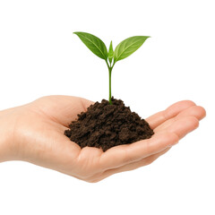 Young plant growing in a hand with soil. transparent background.