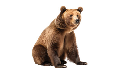 Fototapeta premium Bear grizzly bear isolated on transparent white background, clipping path ,png