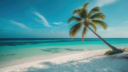 Panoramic banner image of a tropical beach featuring a palm tree