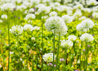 Allium (Mount Everest) in sunny spring day