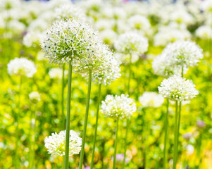 Allium (Mount Everest) in sunny spring day
