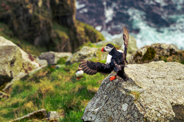 Adorable Atlantic puffin bird in natural habitat, Icelandic puffin populay birdwatching in  Runde, Norway