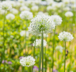 Allium (Mount Everest) in sunny spring day