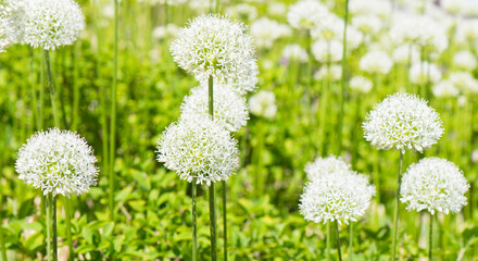 Allium (Mount Everest) in sunny spring day